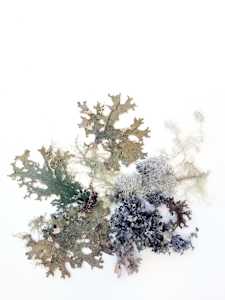 Lichen 5 Ways