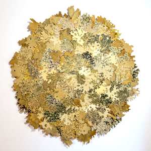Lobaria pulmonaria 1