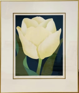 White Tulip