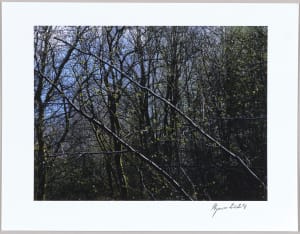 Mossen, N°11 1/24
