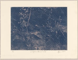 Í viðjum / Bound N°18, 2024, cyanotype photographs 1/12