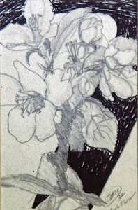 Cherry Blossoms in Field