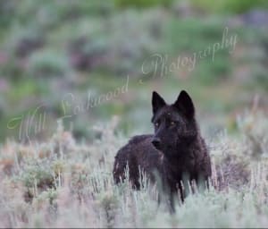 Yellowstone