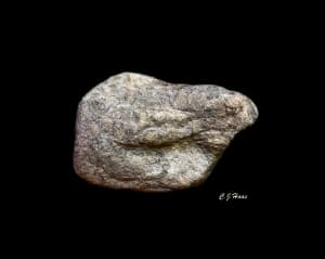 Toad With Vocal Sac