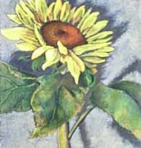 Sunflower Face