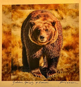 Golden Grizzly of Denali