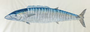 Wahoo