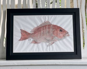 Red Snapper