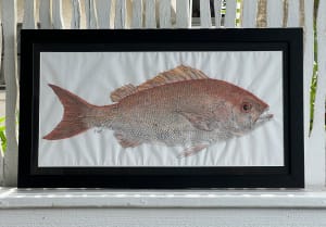 Vermilion Snapper I