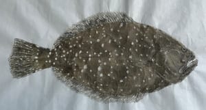 Southern Flounder