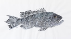 Black Sea Bass