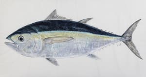 Blackfin Tuna II