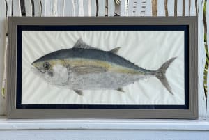 Blackfin Tuna