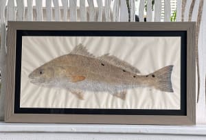 Redfish