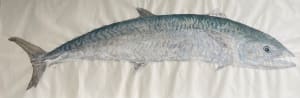 King Mackerel