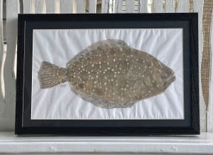 Southern Flounder