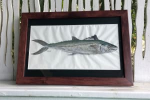 Spanish Mackerel