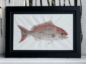 Vermilion Snapper