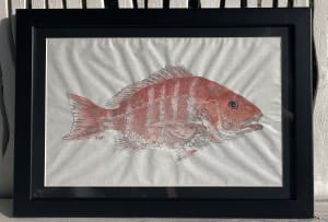 American Red Snapper II