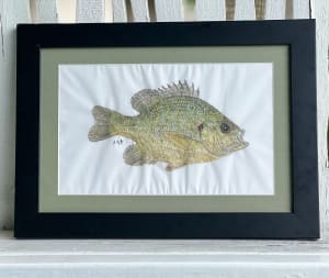 Pumpkinseed Sunfish II