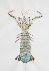 Mantis Shrimp