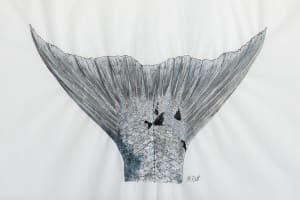Barracuda Tail