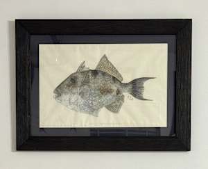 Grey Triggerfish