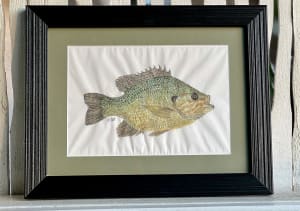 Pumpkinseed Sunfish