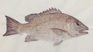 Mangrove Snapper