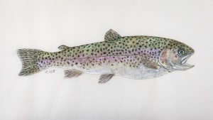 Rainbow Trout