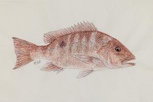 Red Snapper I