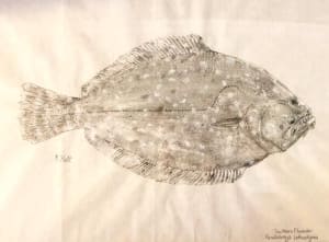 Southern Flounder I