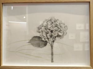 Hydrangea: Heartlessness