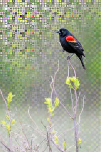 Blackbird's Morning Cry I