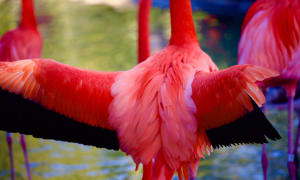 Expanding Flamingo