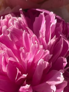 Rising Pink Petals