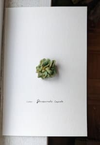 Lichen