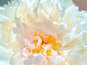 Peony Darshan