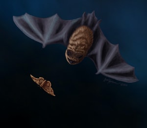 Swooping Little Brown Bat