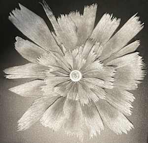 Obsidian Carnation
