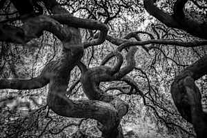 Twisted Waltz of Nature
