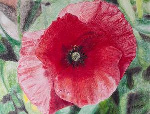 A Poppy in Pencil