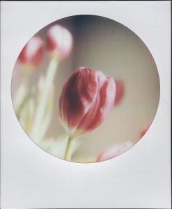 Tulip Whimsy