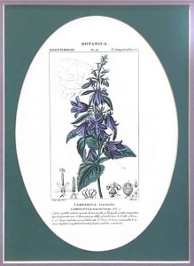 Untitled - Botanica Campanula