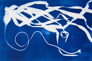 Bull Kelp Study 6