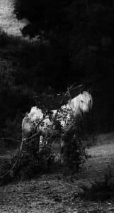 The Magic of Wildness 2/15