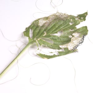 Hosta leaf knit