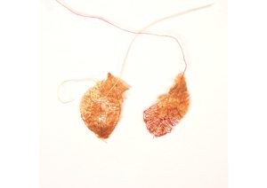 Darned Pod Fragments