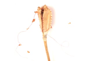 Seeds Held by a Thread