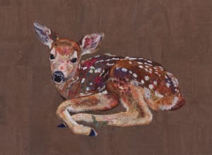 "Learning to Be II:  White-tailed deer.  (Odocoileus virginianu)